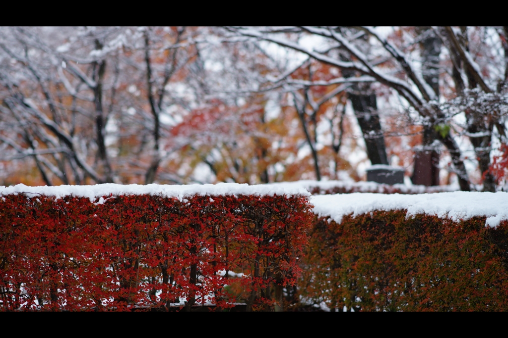 千秋公園冬の章3