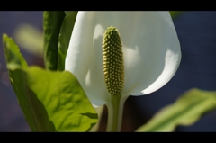 水芭蕉