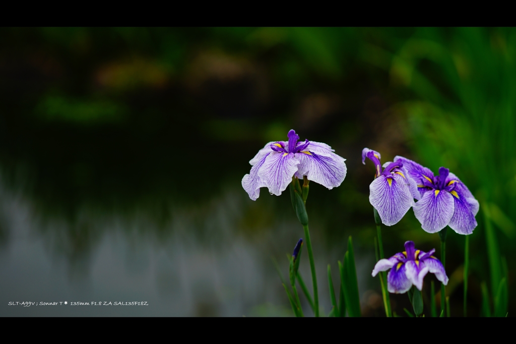 菖蒲4