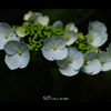 紫陽花3