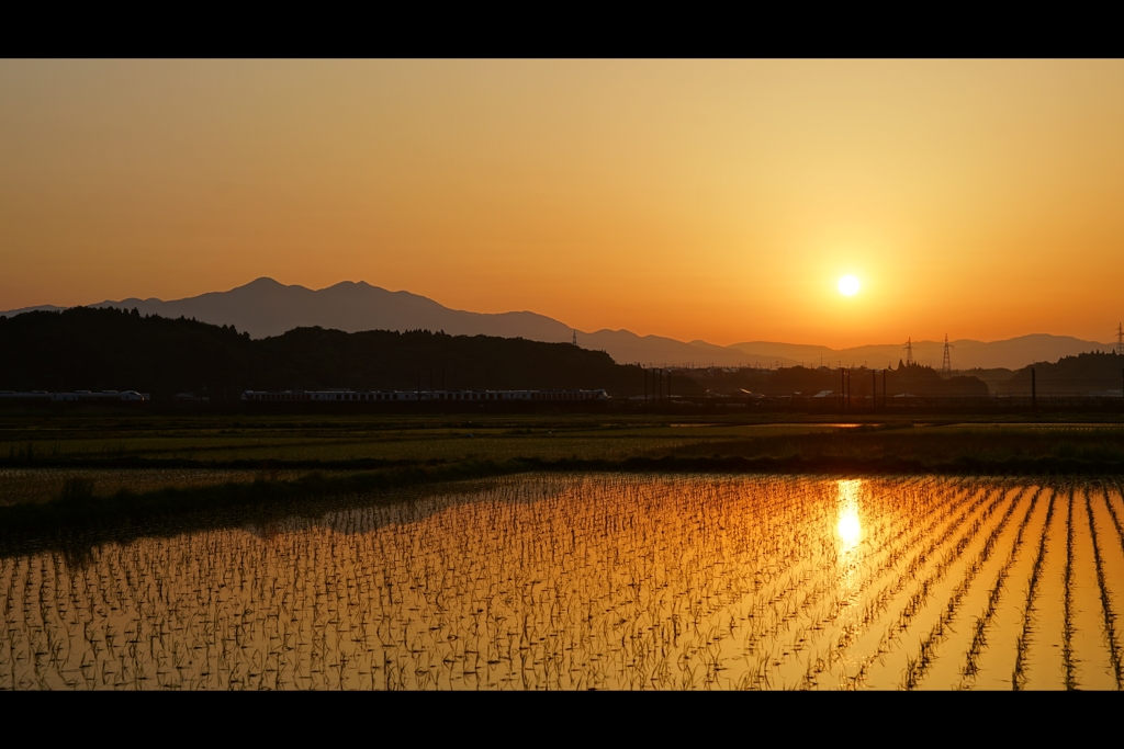朝；田んぼ