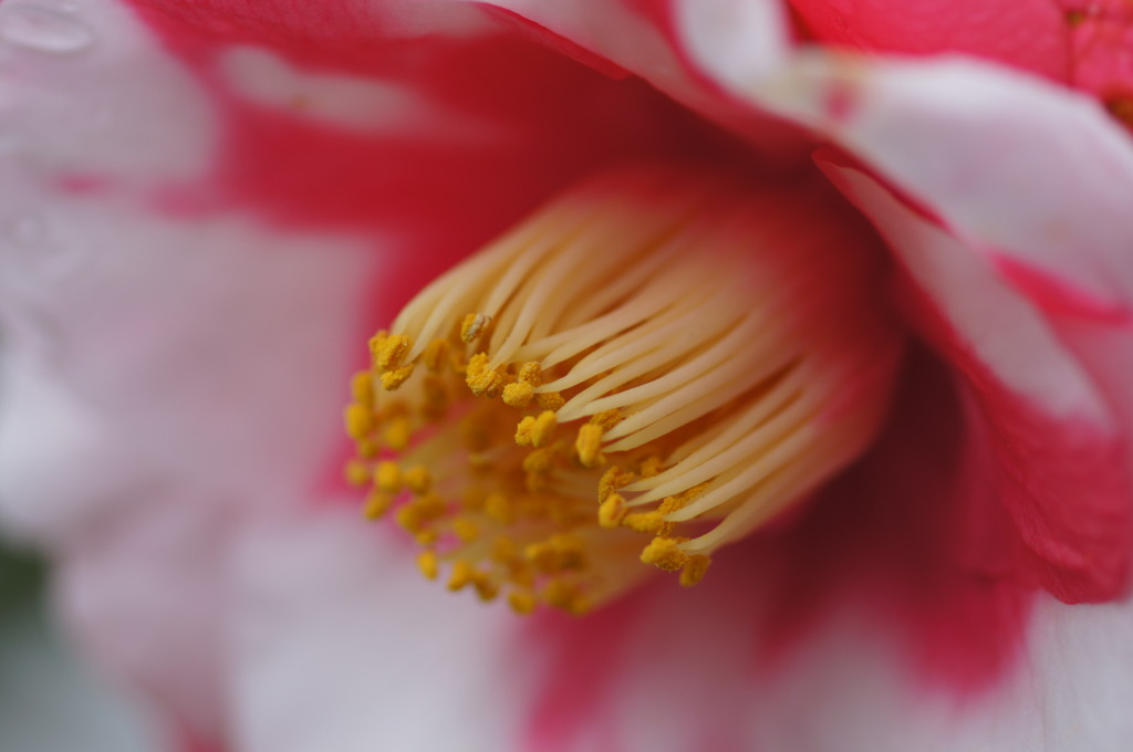 恋の花