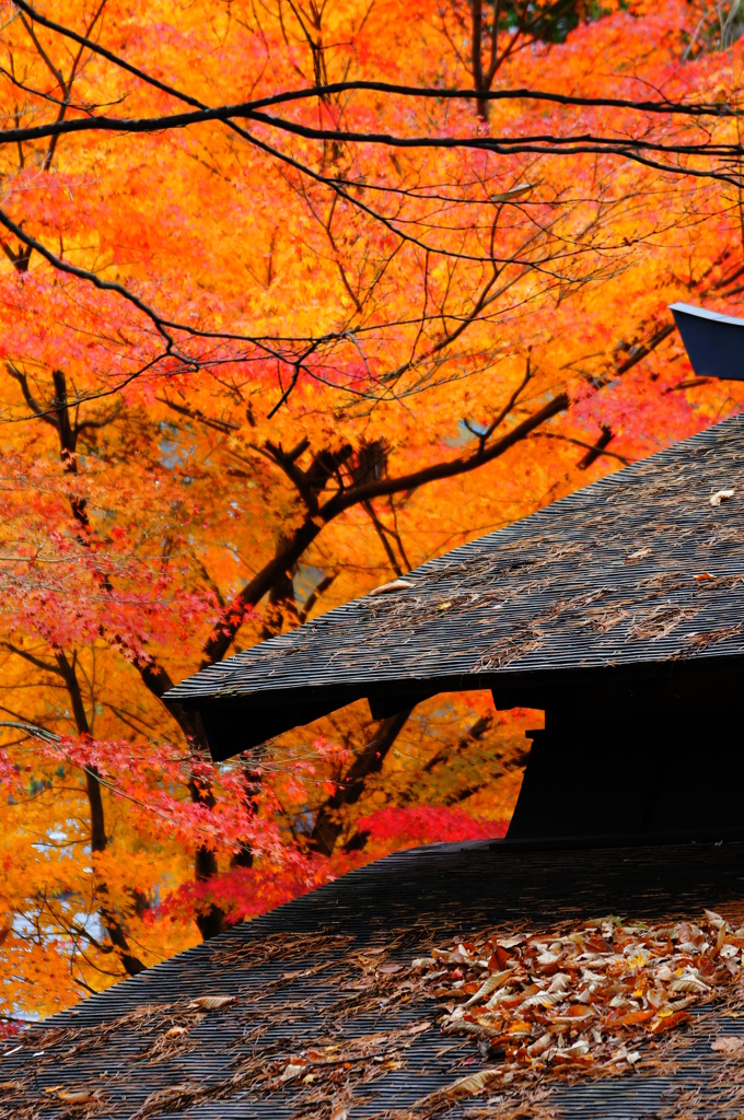 屋根と紅葉2