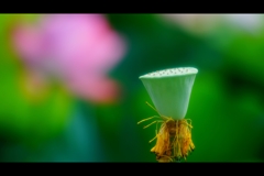 蓮1