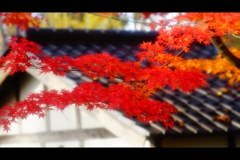 屋根と紅葉11