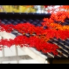 屋根と紅葉11