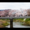 2019桜1