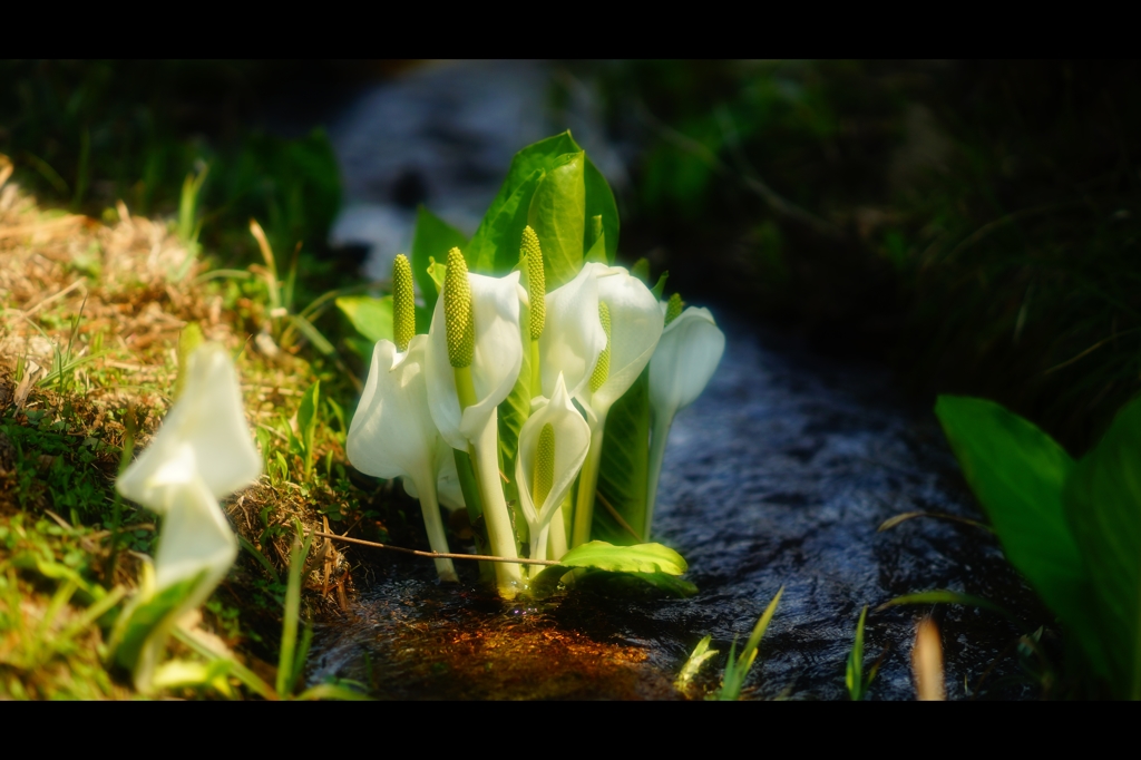 水芭蕉の花が♪