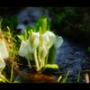 水芭蕉の花が♪