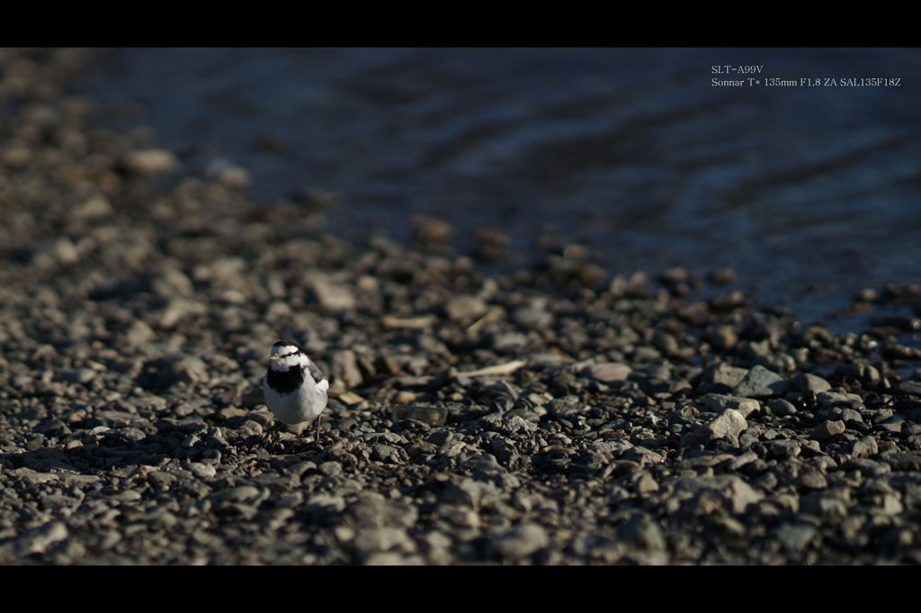 川辺の野鳥