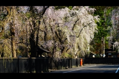 桜の便り