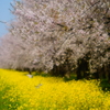 菜の花ロード1
