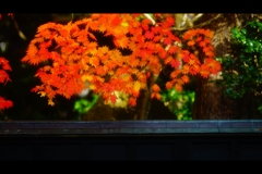 塀の向こうの紅葉