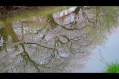 水面の桜