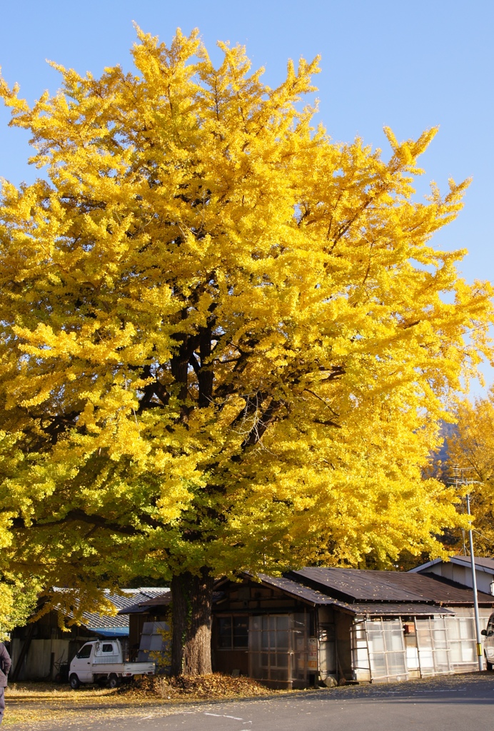 大銀杏