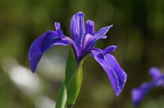檜扇菖蒲