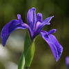 檜扇菖蒲