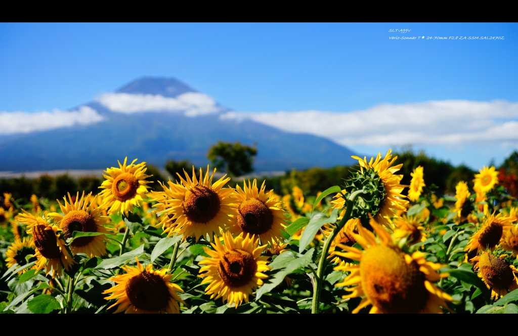 花の都公園