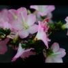 花蓮光