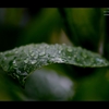 雨がお似合い