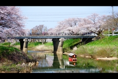 2024太平川桜3