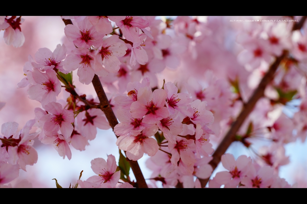 高遠の桜2