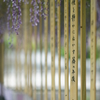藤を読む