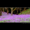 栗の木の下のくり 