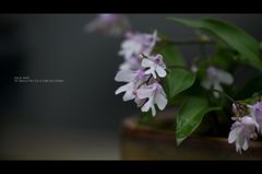 小阿仁千鳥