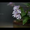 小阿仁千鳥