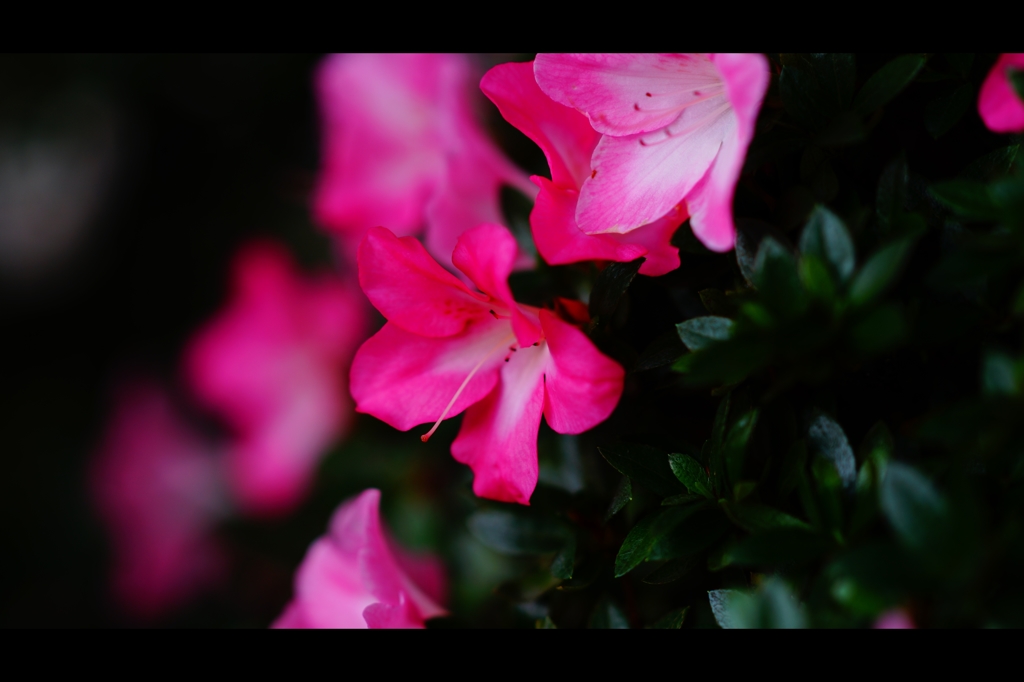 初夏の花17