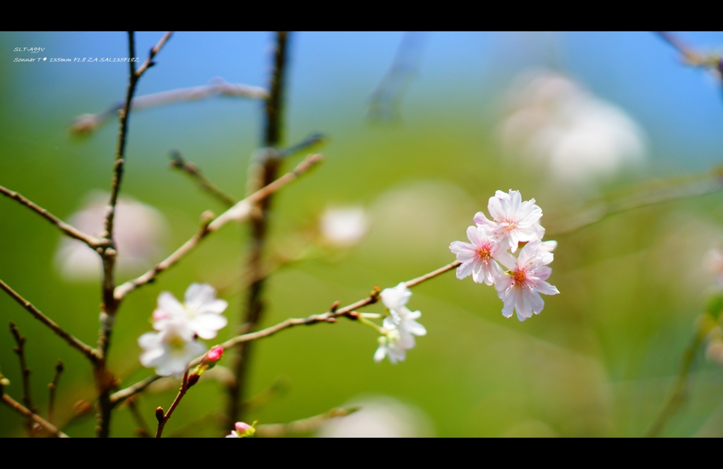 十月桜