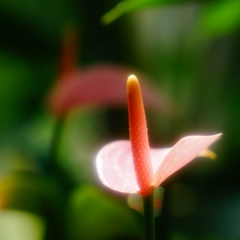 暑さにも負けず・・・