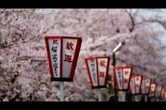 日本の祭り