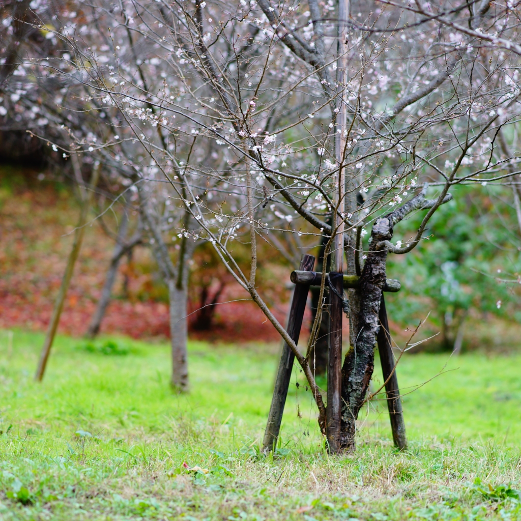 冬桜満開