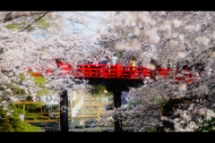 2017桜26