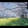 菜の花ロード1