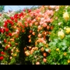 薔薇1