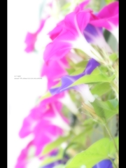 朝顔