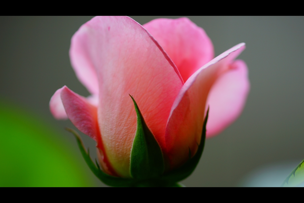 薔薇