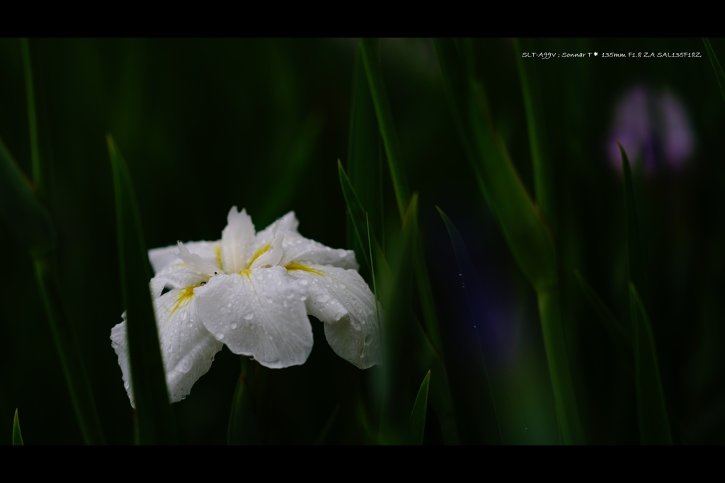 菖蒲2