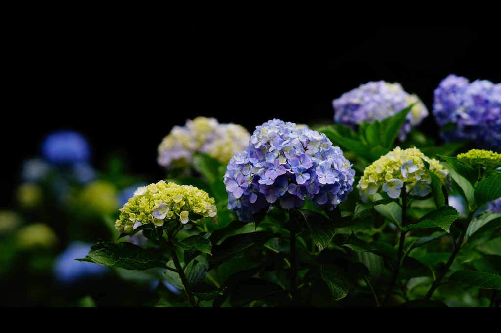 紫陽花22