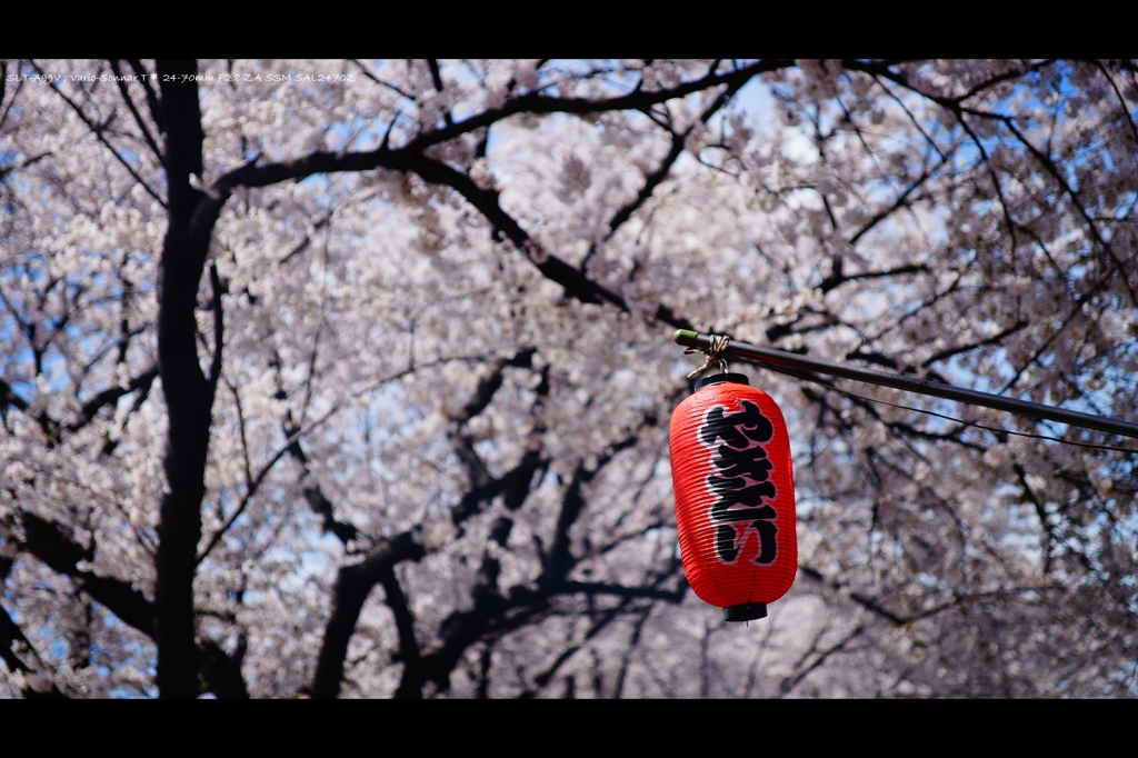 トリと桜