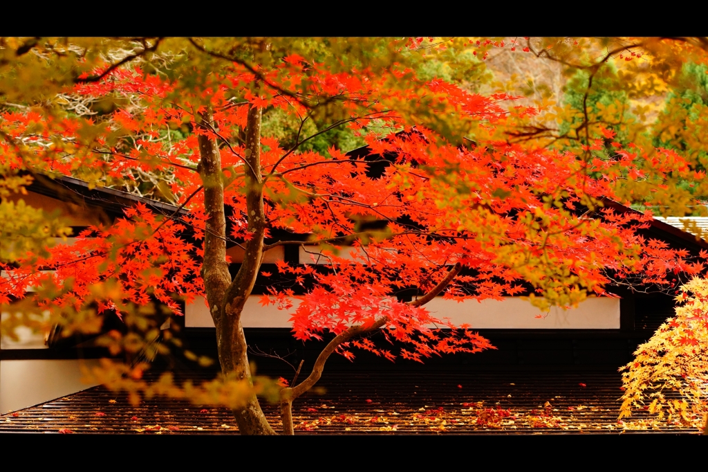 屋根と紅葉7