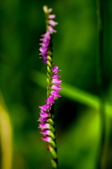 ねじ花