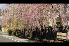 角館2015桜2