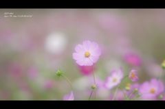 コスモスⅡ
