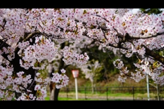 桜2015-8