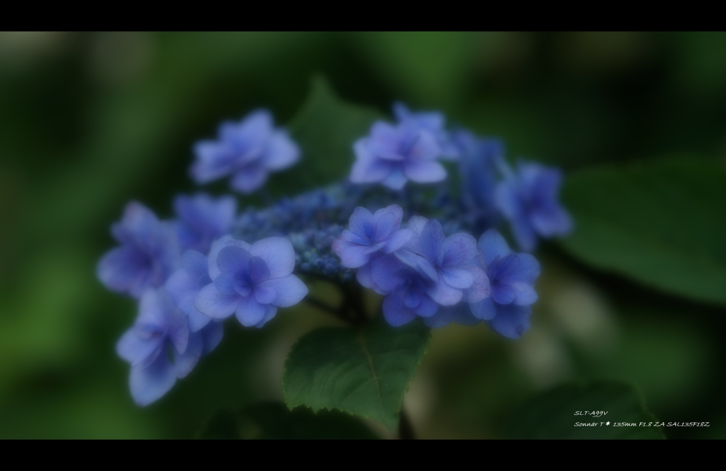 2013紫陽花16