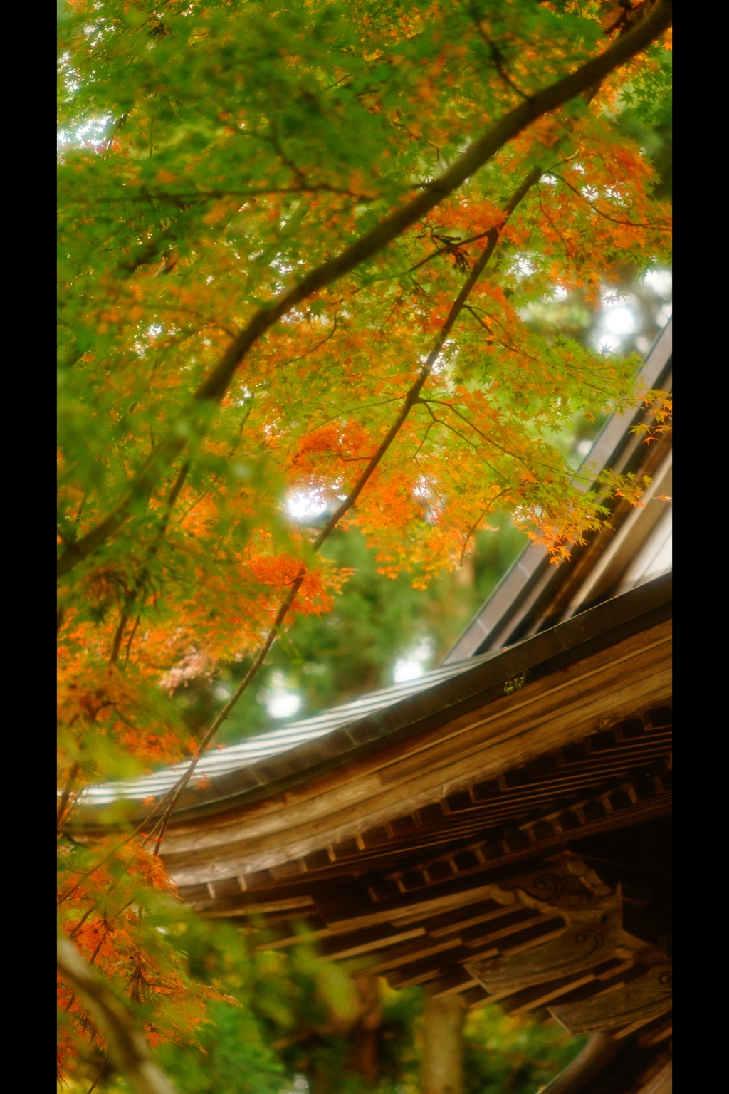 屋根と紅葉3